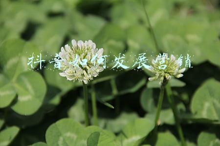 抖音如何发长文字(抖音「重」做搜索)