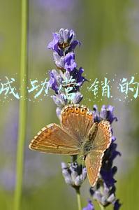 抖音成功营销的秘密