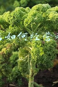 茶叶店如何经营和管理