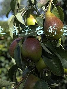 抖音电商平台登录(互联互通再进一步！微信可打开淘宝抖音了｜画里有话)