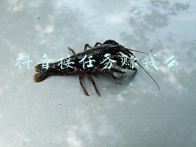 抖音接任务赚钱么