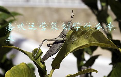 喜欢运营策划学什么专业