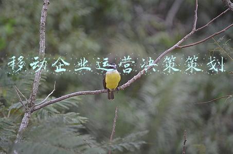 移动企业运营决策策划