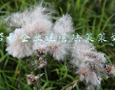 企业新媒体运营培训(新媒体运营的要素有哪些？新媒体运营哪里能培训？星诺新助你成功)