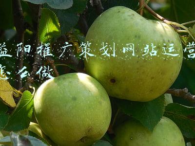 益阳推广策划网站运营怎么做
