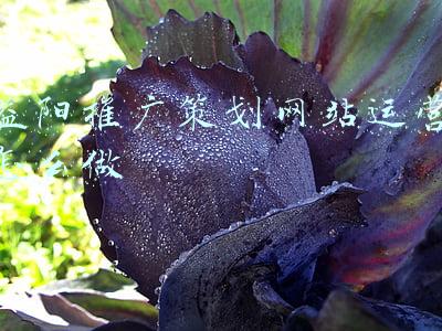 益阳推广策划网站运营怎么做