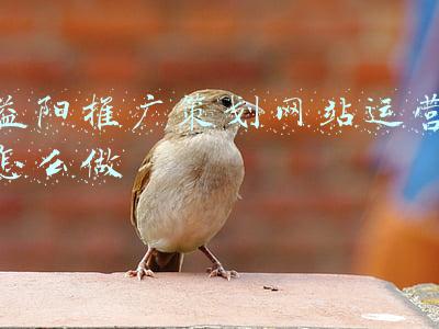 益阳推广策划网站运营怎么做