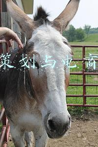 品牌策划与推广实战(还在为公司或产品不会营销而发愁吗？)