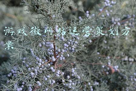 游戏微网站运营策划方案