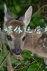 合肥自媒体运营培训班