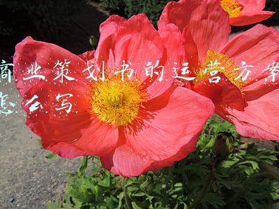 商业策划书摘要怎么写(商业计划在线教你做一份出色的商业计划书摘要)