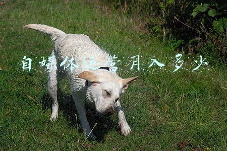 自媒体运营月入多少
