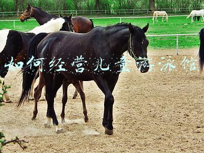 婴儿游泳馆的营销方案(儿童游泳馆营销方案)