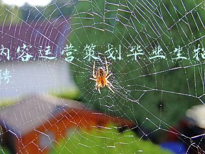 内容运营策划毕业生招聘