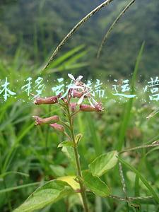 自媒体同行案例分析(XX要闻、XX头条、XX新鲜事、XX智库…这些微信公众号名称不能随便用了)