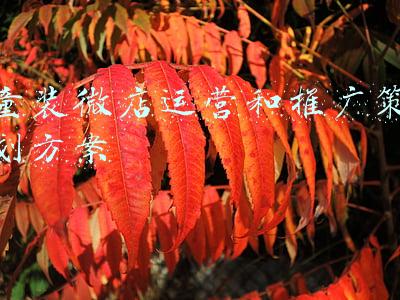 微店策划书(小程序微商店怎么赚钱)