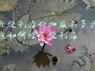 便利店怎么加盟快递代收点-便利店怎么加盟