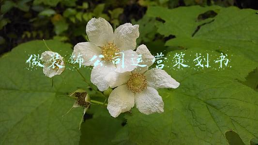 做装饰公司运营策划书