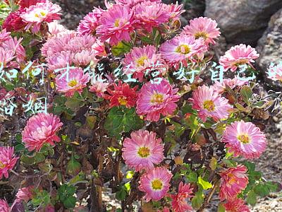 如何才能经营好自己的婚姻的句子 怎样才能经营好自己的婚姻