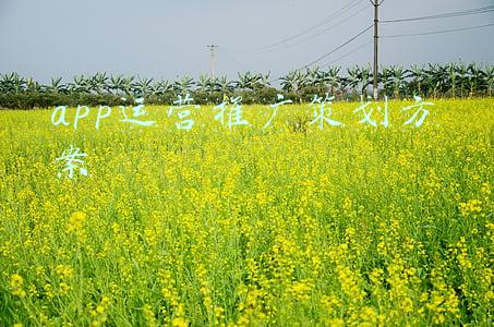 app运营推广策划方案