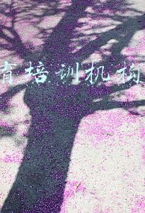 it培训机构排名_中国it培训机构排名