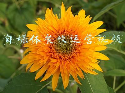 自媒体餐饮的优势(自媒体引流对广大的餐饮店面的巨大影响)
