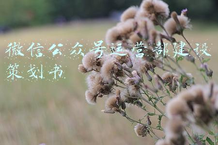 微信公众号运营教程(微信公众号运营最全攻略)