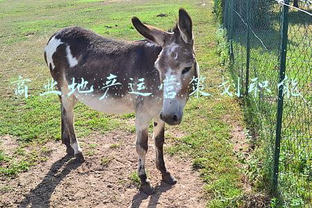 商业地产运营策划职能