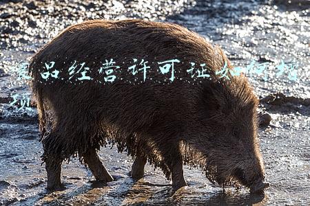 食品经营许可证如何增项