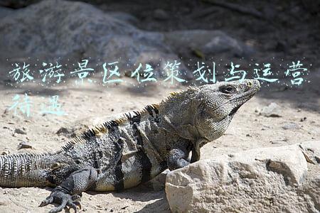 旅游景区位策划与运营待遇