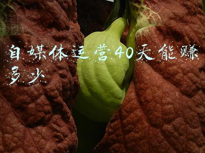 自媒体怎么赚流量费(2021流量时代，自媒体红利期，新手入门该怎样能更好的实现收益)