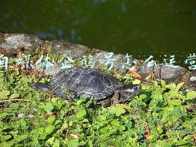 企鹅号自媒体注册(企鹅号账号注册流程以及资料填写注意事项，需要的来！)