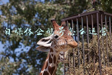 自媒体企鹅号怎么运营 自媒体企鹅号怎么运营