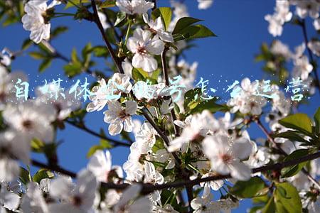 自媒体企鹅号怎么运营 自媒体企鹅号怎么运营