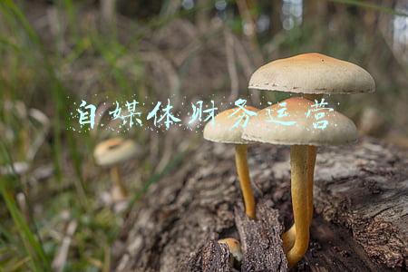 自媒体财务运营