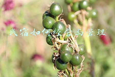 民宿经营管理培训班(民宿经营管理培训方案)