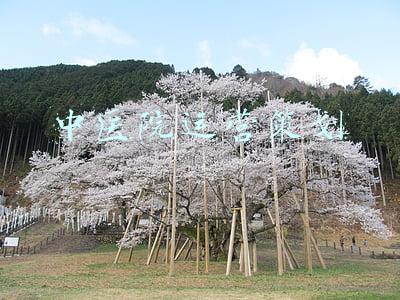 中医院运营管理方案(旬阳市中医院：2022年“五坚持五必须”强党建谋新篇)