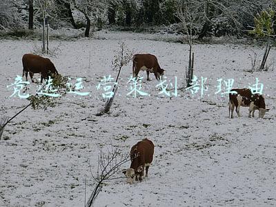 策划部部长竞选稿(「经营业绩管理」岗位竞聘领导干部负责人竞选报告)
