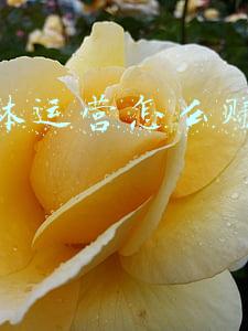 自媒体运营怎么赚取收益的