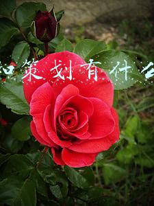运营和策划有什么好的职称
