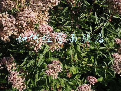 如何经营民宿《如何经营民宿步骤》