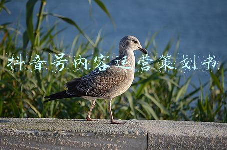 抖音直播内容策划书(抖音直播脚本怎么写？抖音直播活动策划怎么做？)