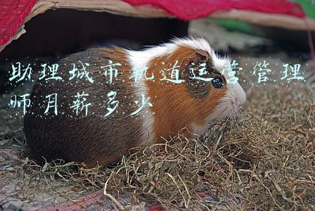 助理城市轨道运营管理师月薪多少