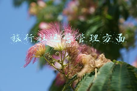 旅行社的运营模式(旅行社入门知识——传统旅行社是怎么赚钱的？)