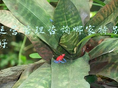 心理咨询室运营方案(斯道资本缪轶青：心理健康服务需要定位精准、提供系统化解决方案)