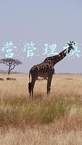 商业运营模式五个阶段(创业的过程包括几个阶段)