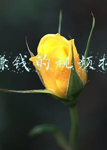 能赚钱的视频平台(2020年赚钱必备的5大短视频平台，轻松月入过万！值得收藏)