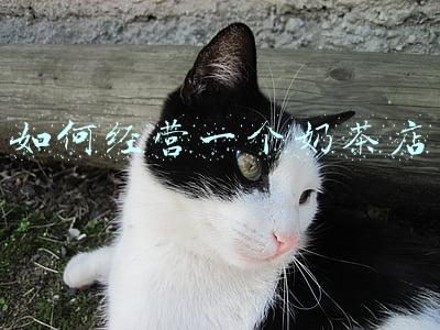 如何开个奶茶店(想开个奶茶店怎么入手)