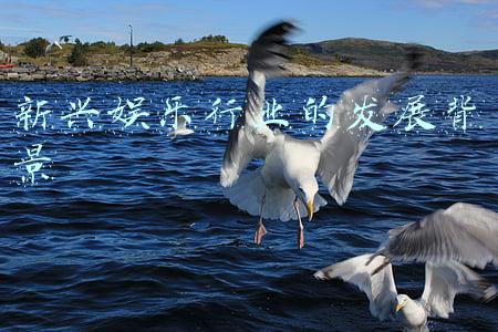 娱乐行业的发展前景(2021年中国潮玩市场现状及发展前景分析 行业进入高速发展时期)
