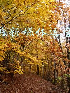 浙江传媒学院新媒体运营管理(新媒体发展大势下的香饽饽专业——新闻学)